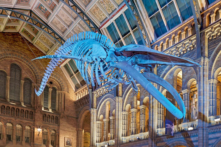 Natural History Museum